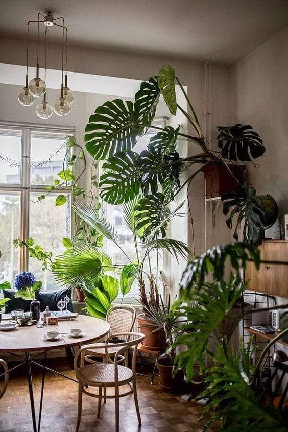 sala de jantar urban jungle.